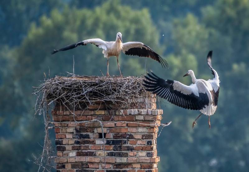 Expert Chimney Animal Removal in Burlington, MA Professional Chimney Animal Removal Services in Burlington, Massachusetts