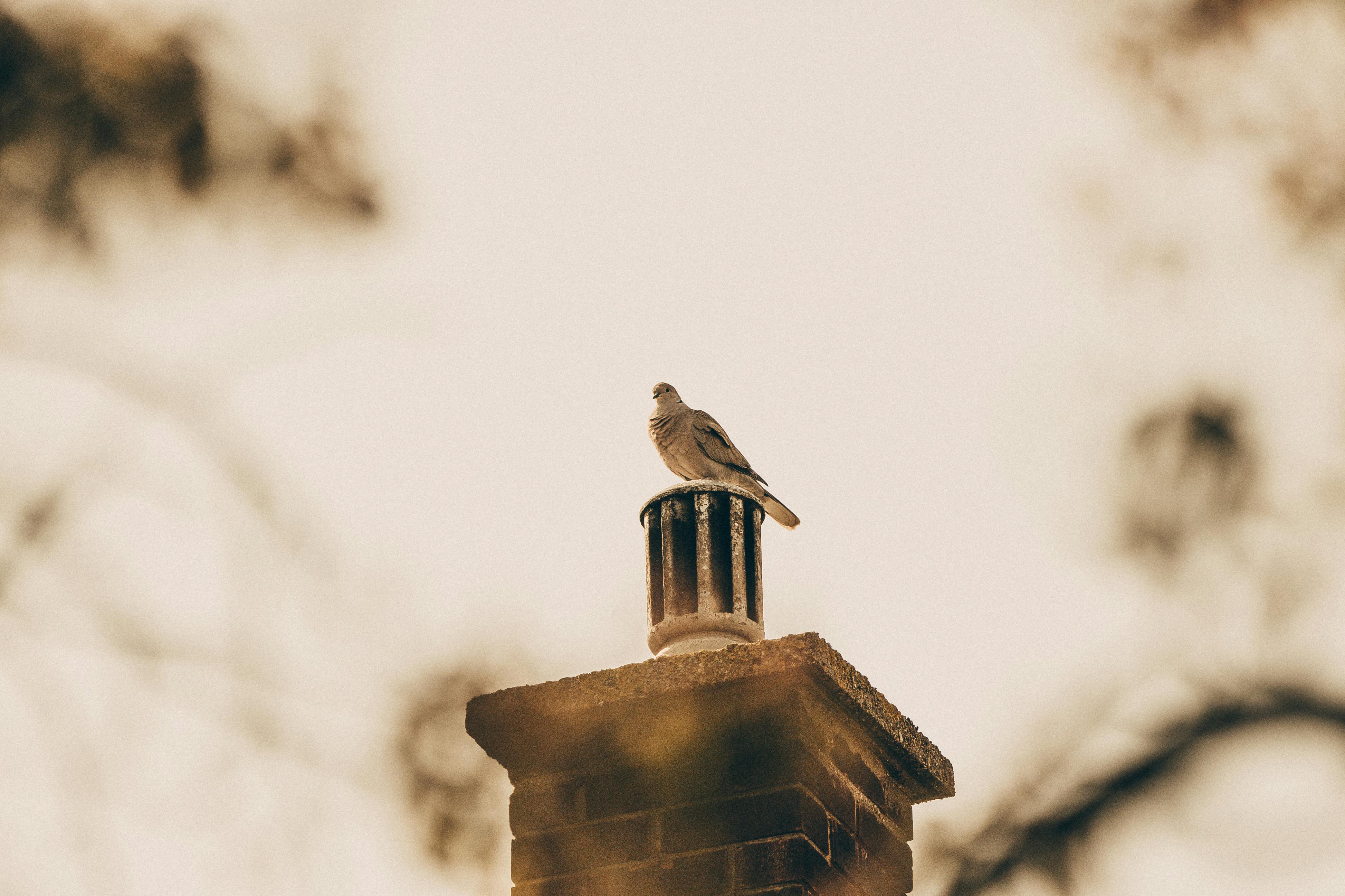 Professional Chimney Cap Installation Services in Burlington, MA Expert Chimney Cap Installation in Burlington, Massachusetts